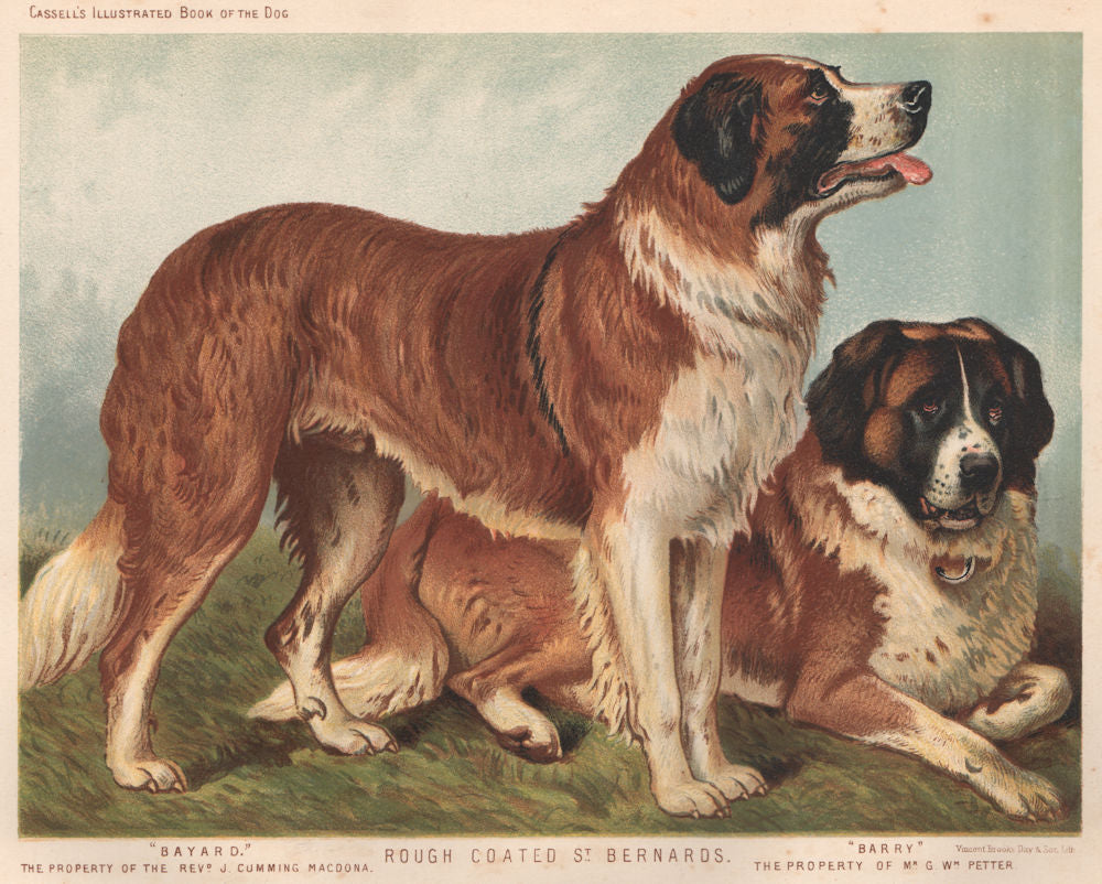 DOGS. Rough coated St. Bernards;